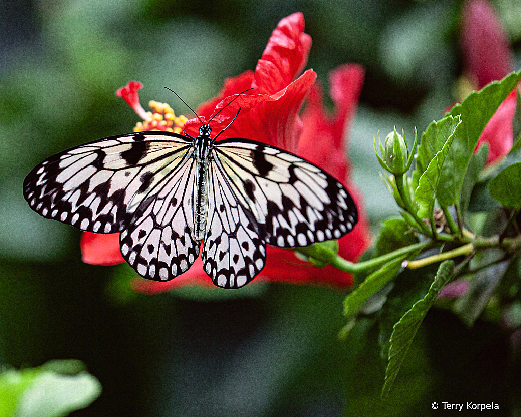 Butterfly