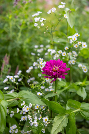 A Lonely Zinnia