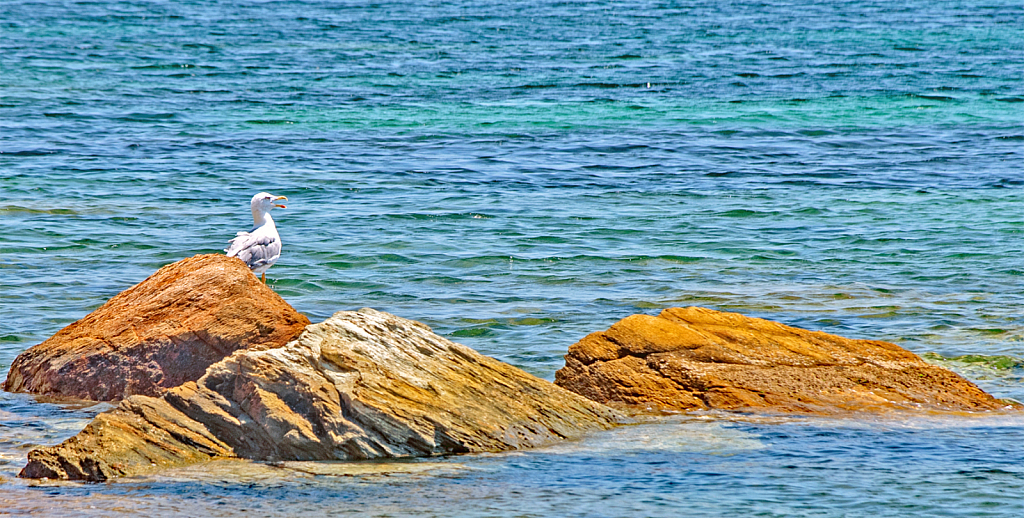 Seagull scanning the waters.