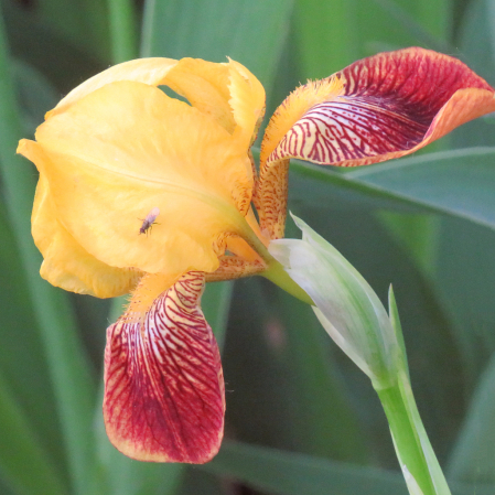 A Lovely Iris