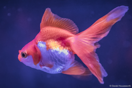 Ryukin Japanese Goldfish