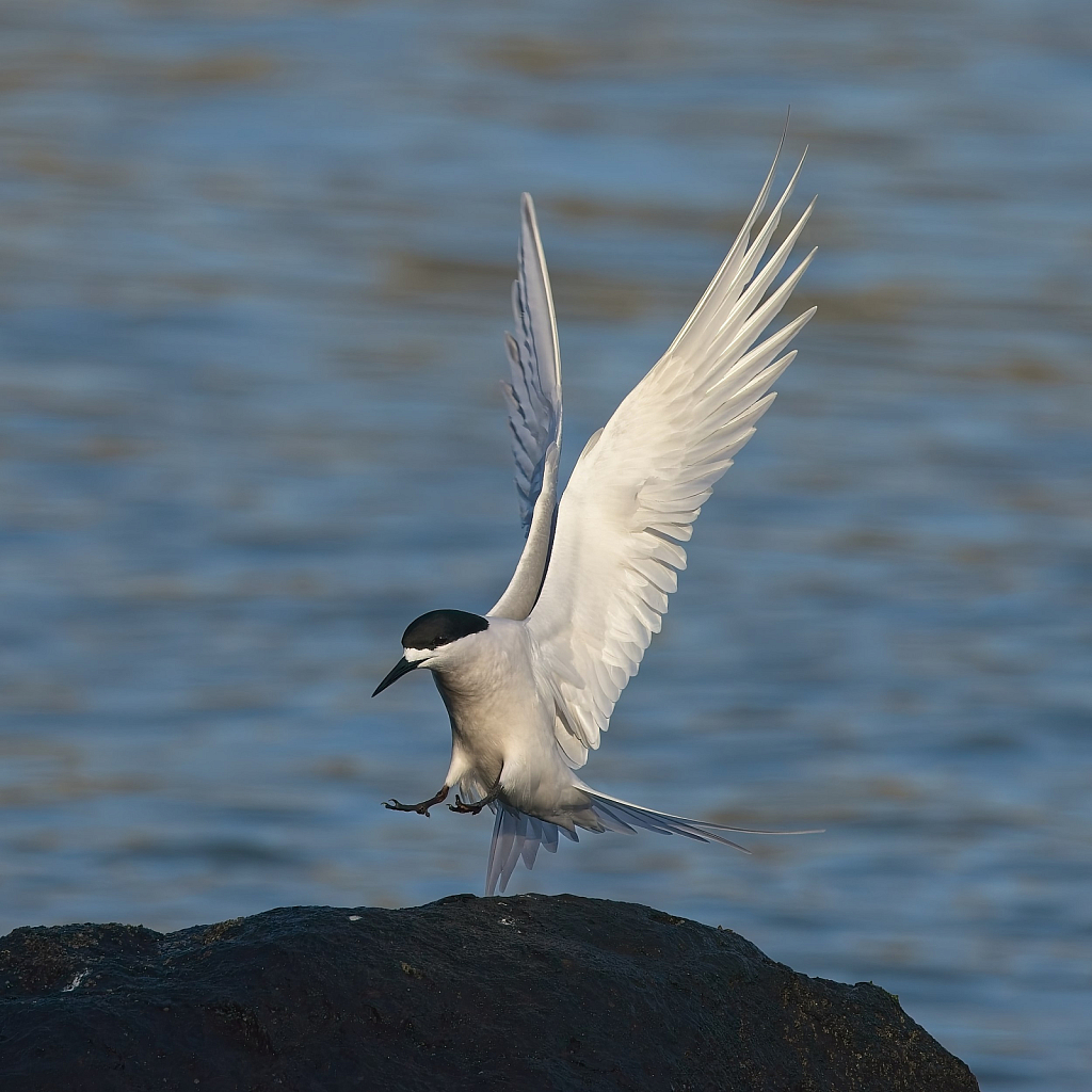 Landing gear out