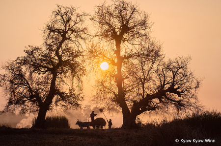 Winter Morning View of Countryside 