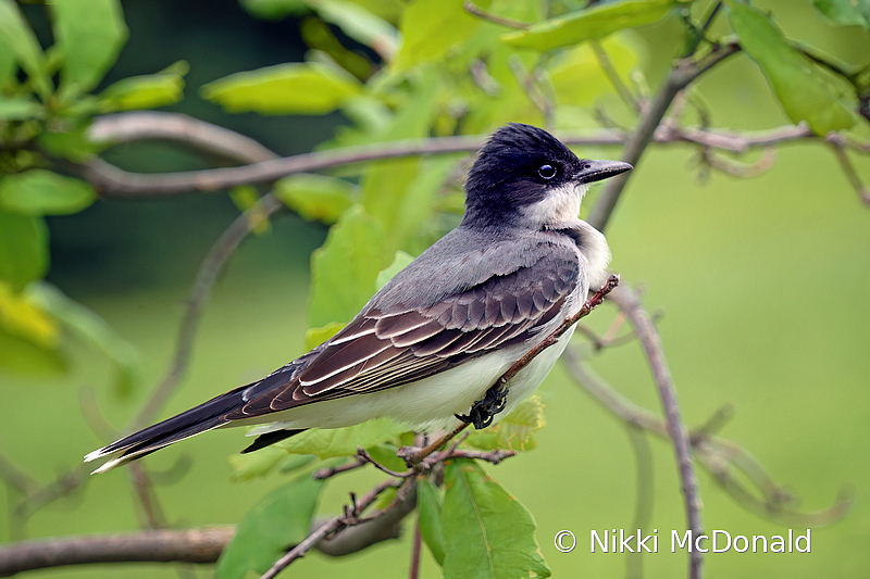 Eastern Kingbird