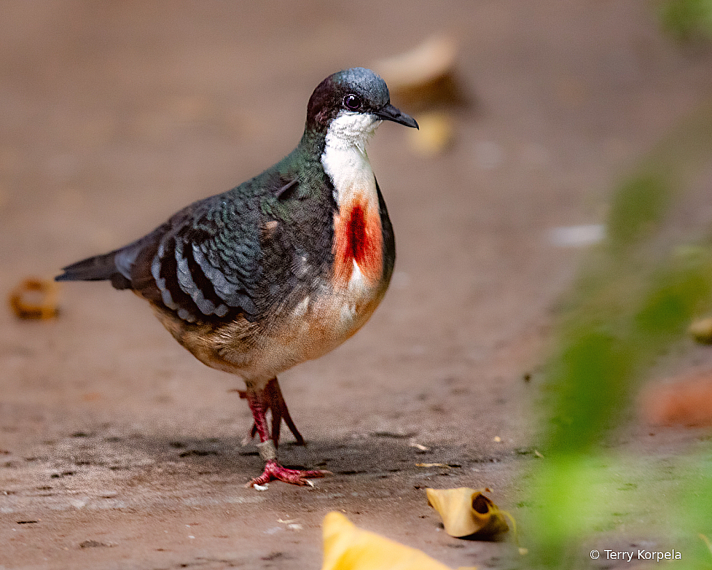 Bleeding Heart Dove