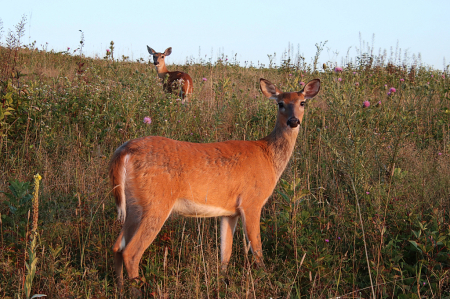 Girls in the Meadow