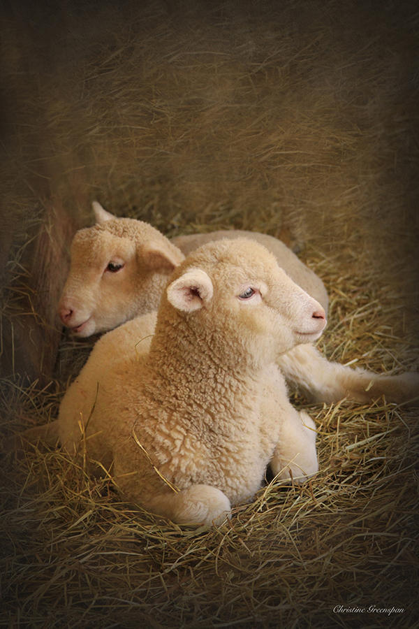 Morning in the Barn