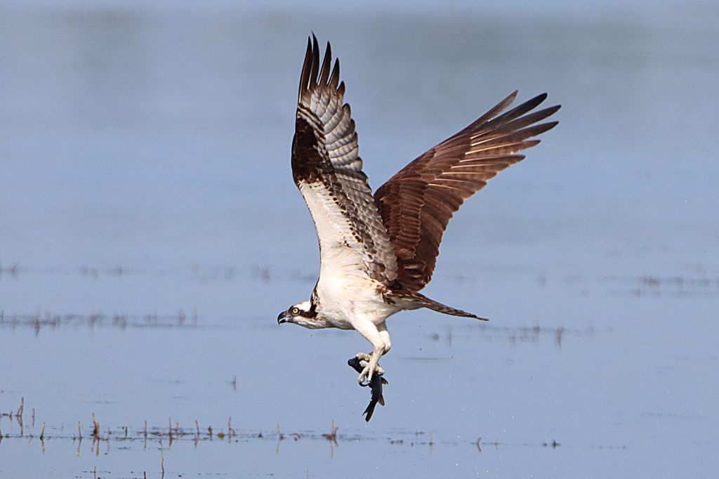 Osprey With a Catch