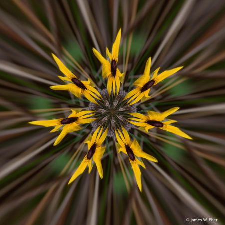 Black Eyed Susan morphed