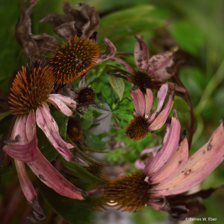 Corn Flowers Swirled