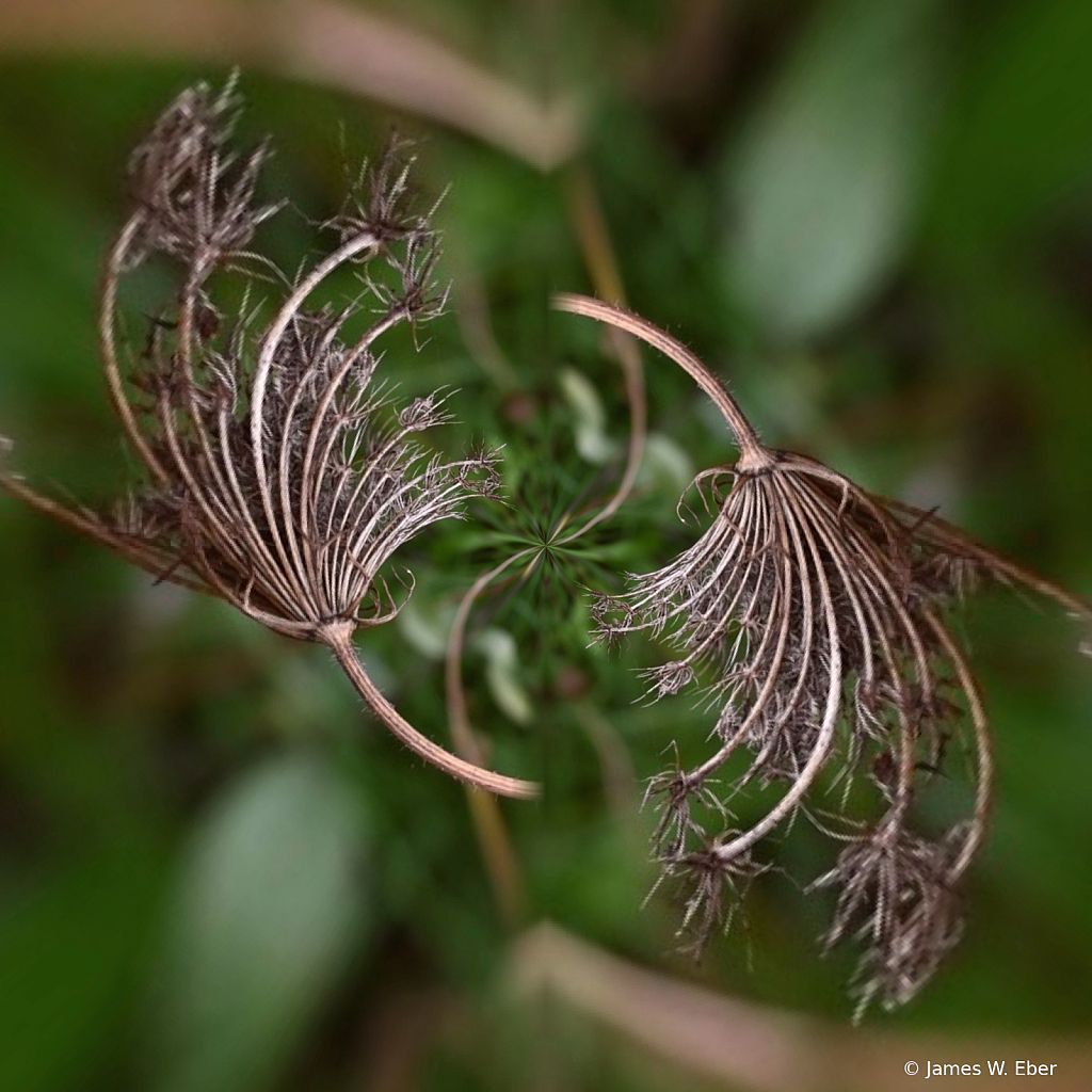 The Dancing Weeds