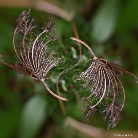 The Dancing Weeds