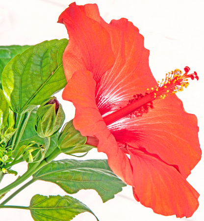 Hibiscus and Bud.