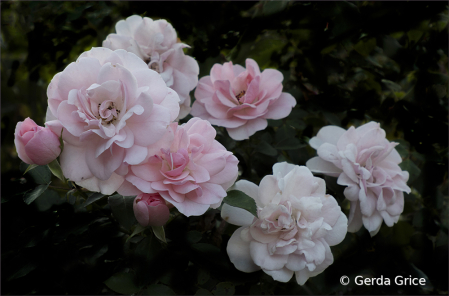 Late Summer Roses