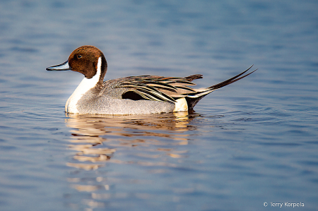 Northern Pintail