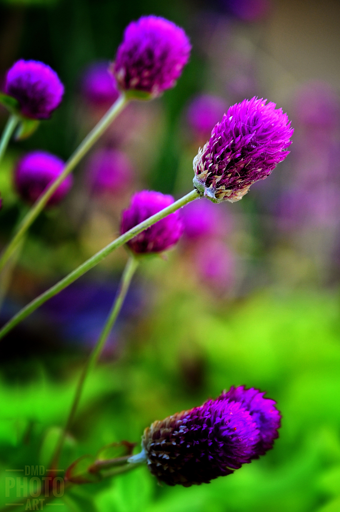 ~ ~ PURPLE CONES ~ ~ 