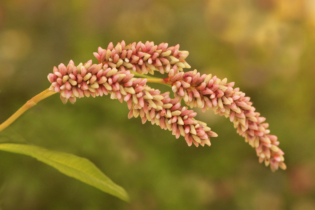 Pink Weed