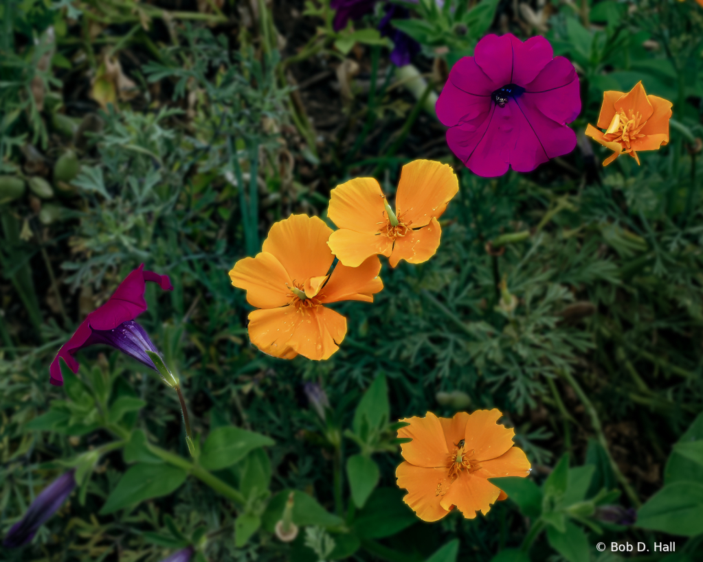 California Poppy