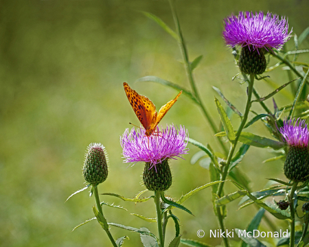 Fritillary and Thistles