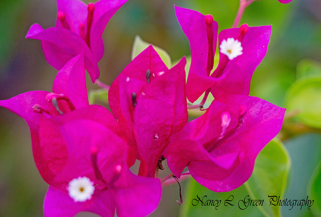 Bougainvillea