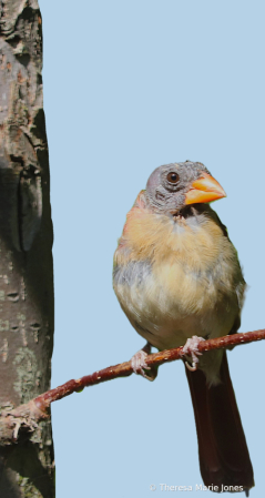 Molting Female Cardinal