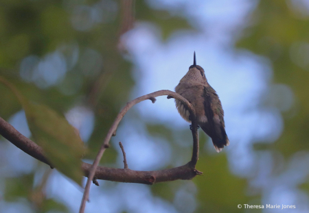 Female Hummingbird