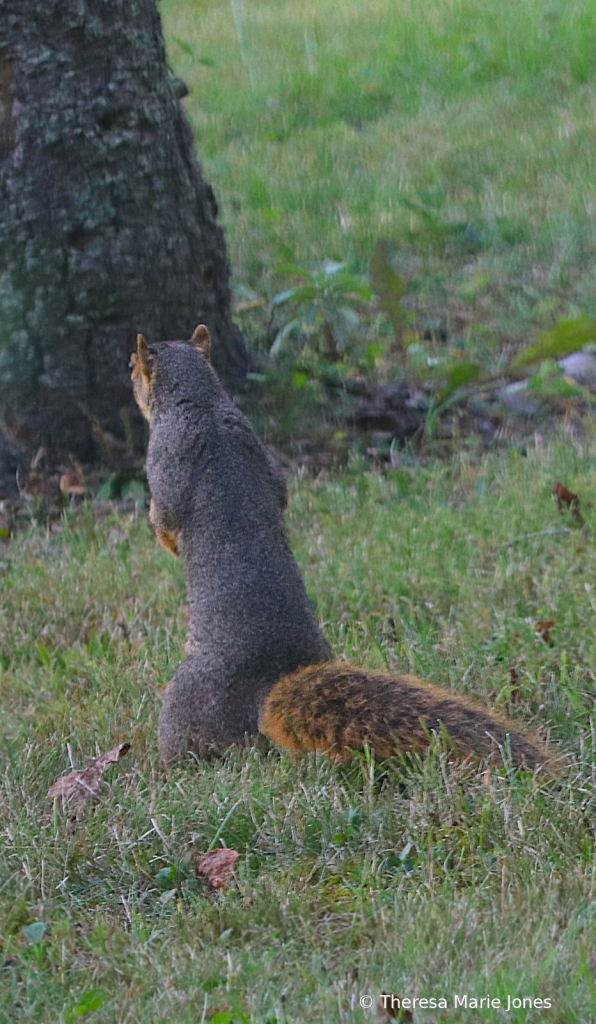 Looking for Nuts