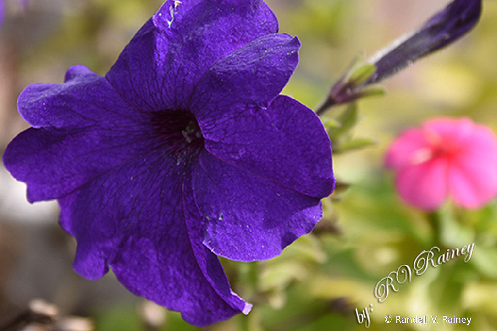 Blue Flower in Lancaster Pa. with pink nearby