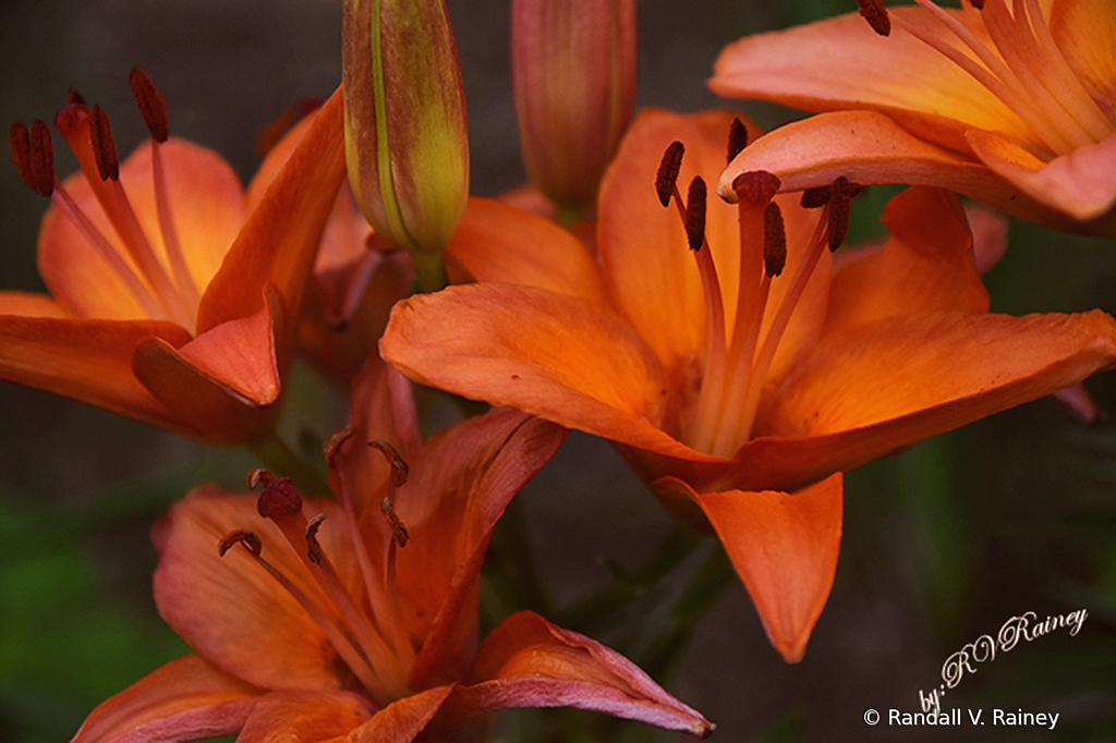 The Orange Ditch Lily...