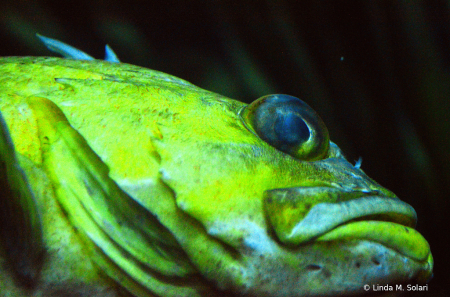 Big Eyed Colorful Fish