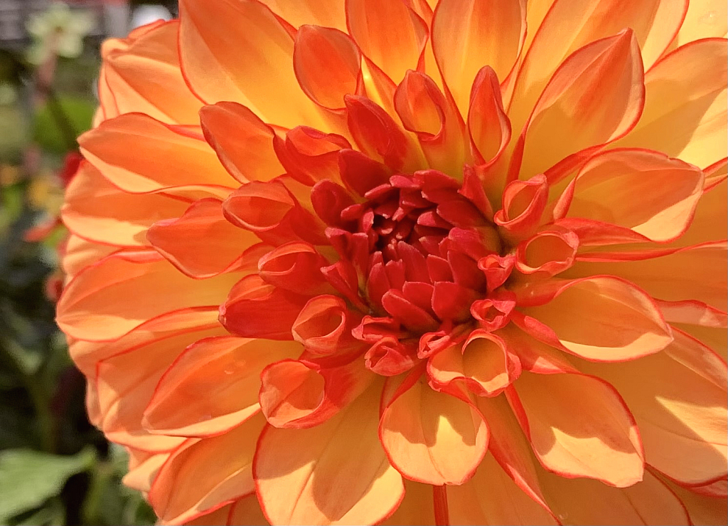 dahlia in fall colors 