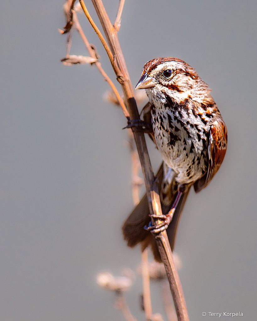 Song Sparrow