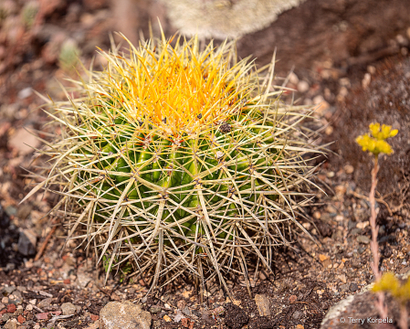 Berkeley Botanical Garden 