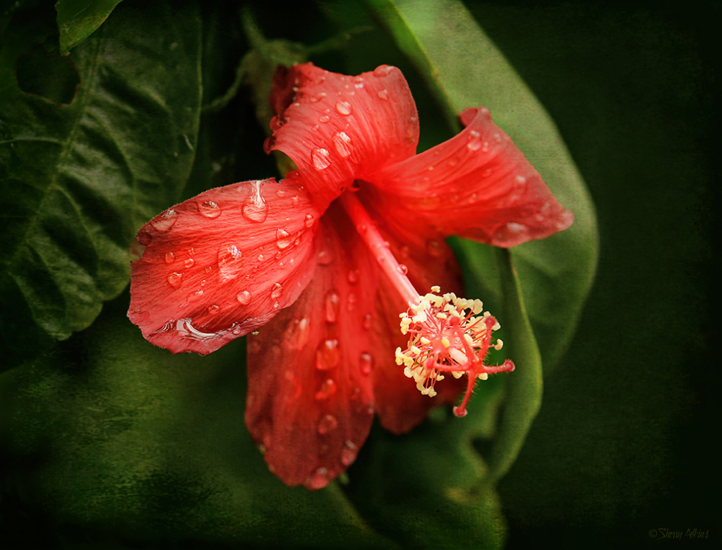 Hibiscus