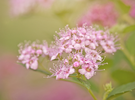 Pink Spiraea