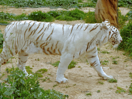 Siberian Tiger. 