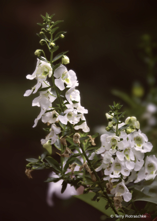 Tiny Whites