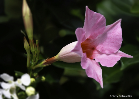 Pink Trumpet