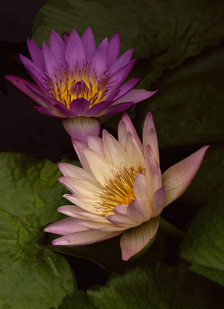 Two Waterlilies