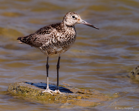 Willet