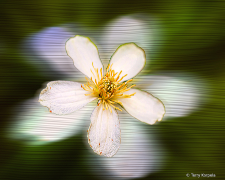 Flower Abstract