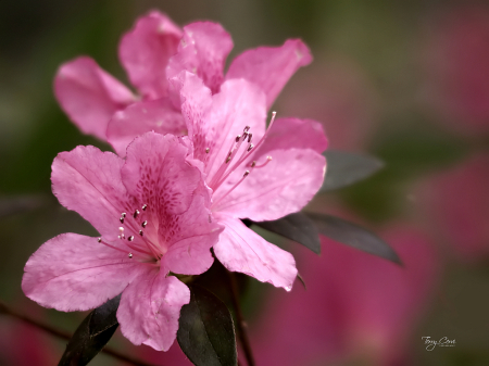 Pink Azalias