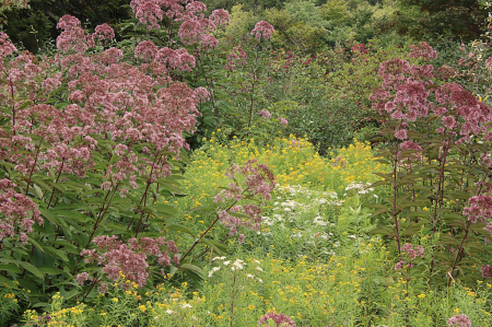 Late Summer Wild Flowers