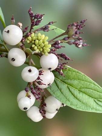 Dogwood Details 