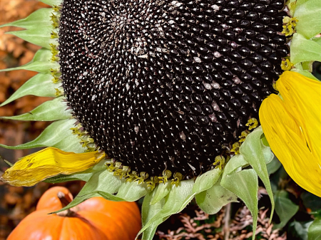 Center of a Sunflower 