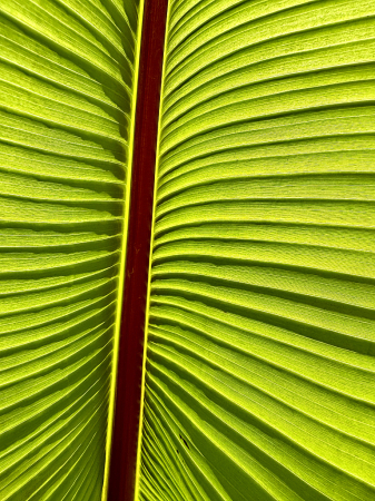 Banana Leaf Patterns 