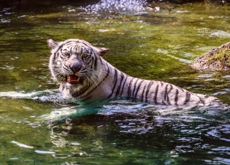 Tiger taking a swim