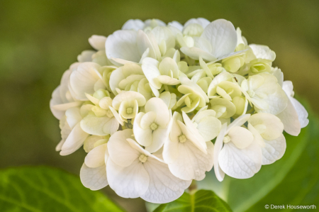 Lacecap Hydrangea