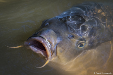 Common Carp