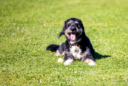 Happy Boy